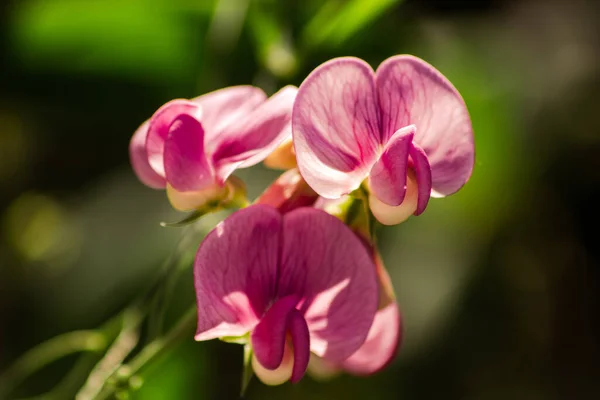 Der Schöne Lathyrus Latifolius Blüht Garten — Stockfoto