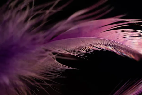 ふわふわの紫色の羽のクローズアップショット — ストック写真