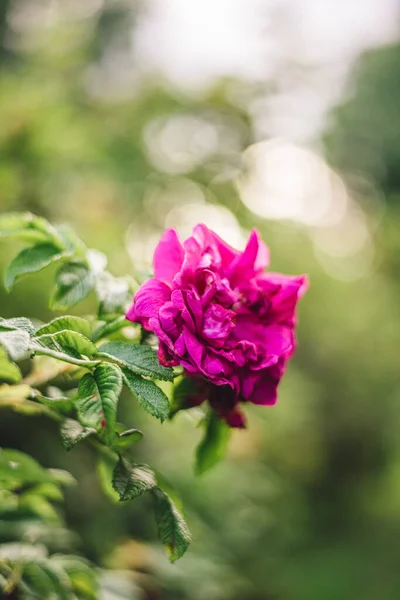 Uma Rosa Florescendo Jardim Com Fundo Bokeh — Fotografia de Stock