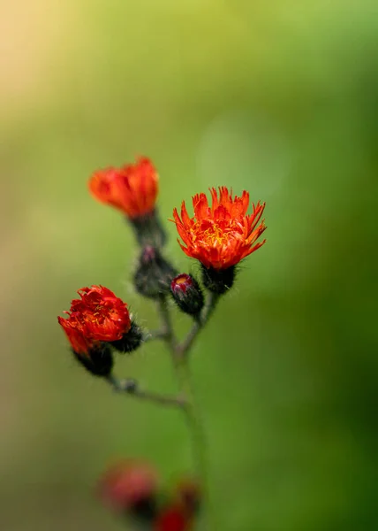 Eine Helle Blume Garten — Stockfoto