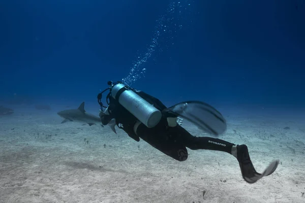 Podwodny Fotograf Strzelający Rekina — Zdjęcie stockowe