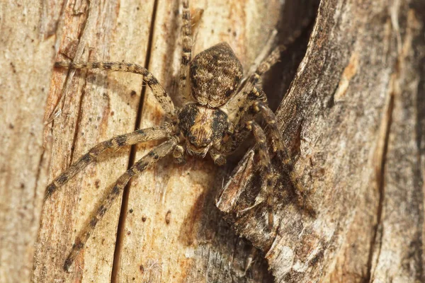 Närbild Liten Philodromid Krabba Spindel Philodromus Dispar — Stockfoto