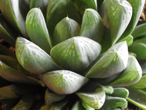 Primo Piano Delle Foglie Una Pianta Succulenta — Foto Stock