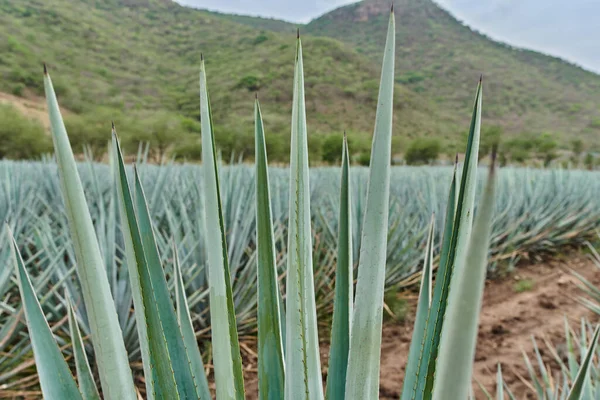 Plantación Agave Azul Campo Para Hacer Tequila Concepto Tequila Industria —  Fotos de Stock