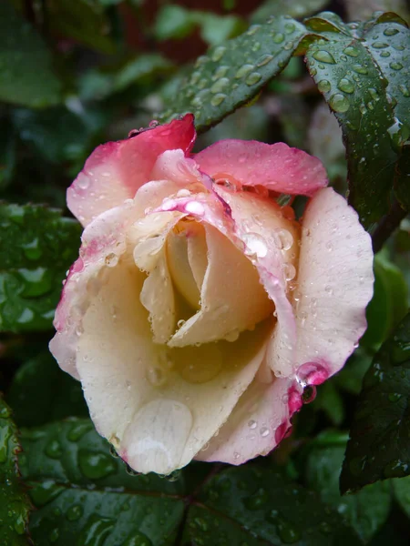 Primer Plano Gotas Agua Una Delicada Rosa Rosa Después Una — Foto de Stock