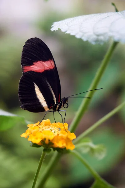 Motyl Motyl Żółtym Kwiatku — Zdjęcie stockowe