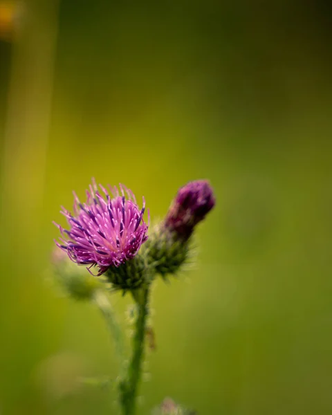 stock image A bright flower in the garden