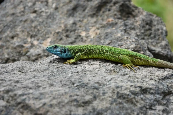 Primer Plano Lagarto Verde Europeo Lacerta Viridis —  Fotos de Stock