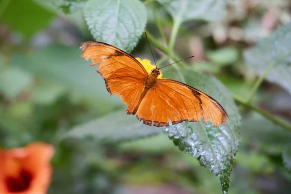 Çiçekte Turuncu Bir Kelebek — Stok fotoğraf