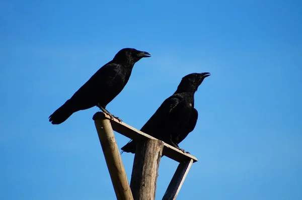 Dois Corvos Estresse Térmico Observam Área Poleiro Raptor — Fotografia de Stock