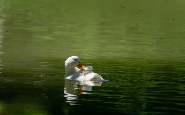 Pato Branco Limpando Suas Penas Enquanto Nadava Uma Lagoa — Fotografia de Stock