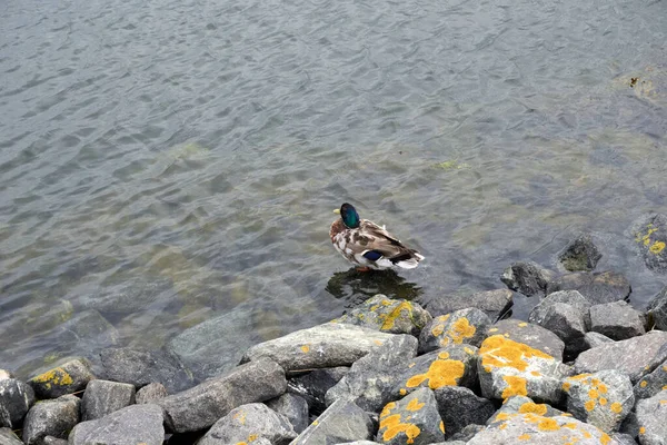 Eine Ente Wasser Eines Sees — Stockfoto
