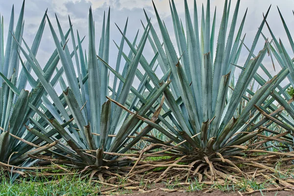 Modrá Agave Plantáž Terénu Aby Tequila Koncept Tequila Průmyslu — Stock fotografie