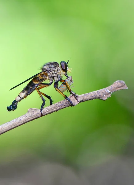 Closeup Robberfly Prey Branch Green Background — Stock Photo, Image