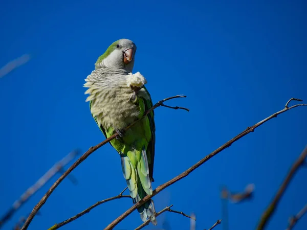 Periquito Monge Myiopsitta Monachus Papagaio Quaker Com Pedaço Pão Empoleirado — Fotografia de Stock