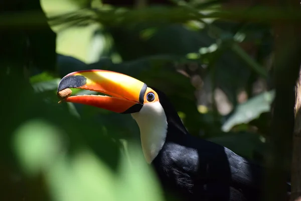 Színes Óriás Tukán Ramphastos Toco Esőerdőben Dél Amerika Egzotikus Madara — Stock Fotó