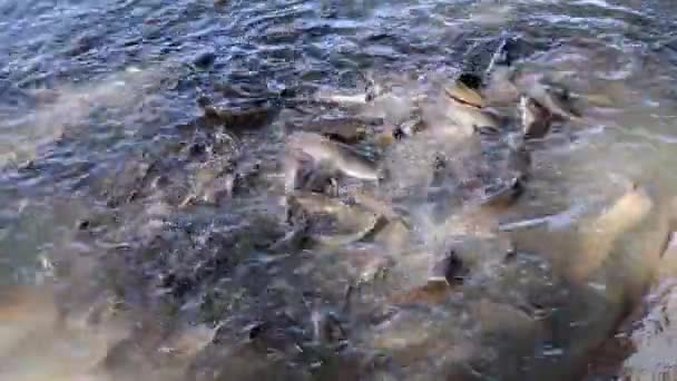 在河里喂鱼 — 图库视频影像