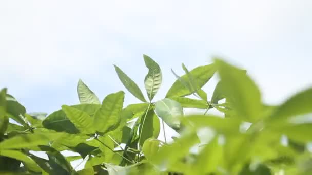 Groene Bladeren Van Een Plant Tuin — Stockvideo