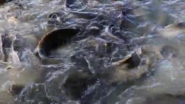 Nehirde Beslenen Balıklar — Stok video
