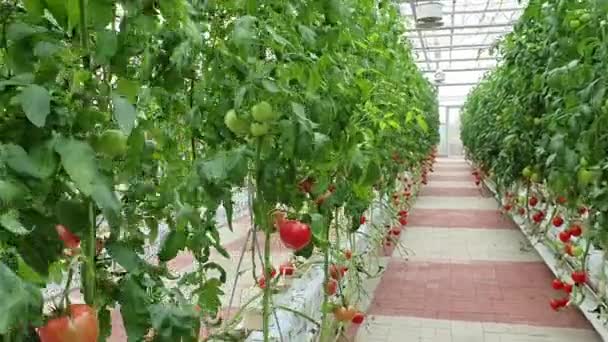 Green Tomatoes Growing Greenhouse — Stock Video