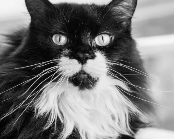 背景がぼやけている愛らしい国産黒猫のグレースケールの肖像画 — ストック写真