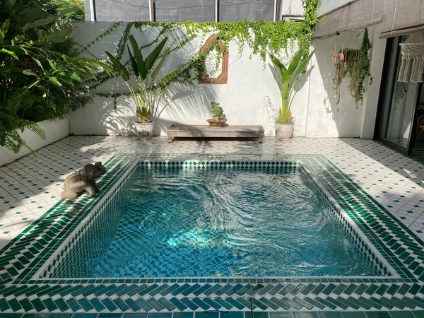 Piscine Mosaïque Avec Jardin Chiang Mai Thaïlande — Photo