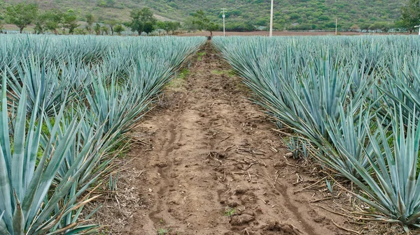 Blaue Agave Plantage Feld Tequila Konzept Tequila Industrie Machen — Stockfoto