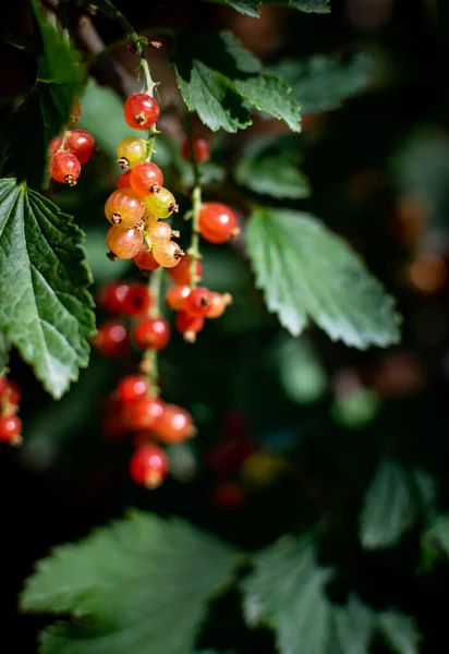 Vertikální Detailní Záběr Růst Rybízu — Stock fotografie