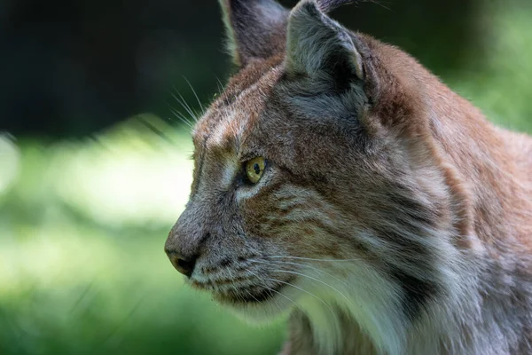 Egy Közeli Kép Lynx Arcáról Homályos Háttérrel — Stock Fotó