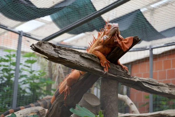 動物園の檻の中の大きなイグアナ — ストック写真