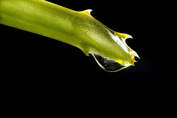 Cactus Leaf Drop Dew Capture — Stock Photo, Image