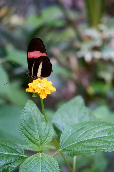 Motyl Motyl Żółtym Kwiatku — Zdjęcie stockowe