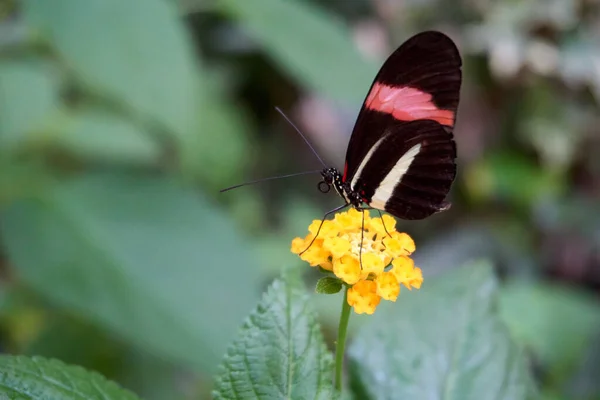 Метелик Метелик Жовтій Квітці — стокове фото