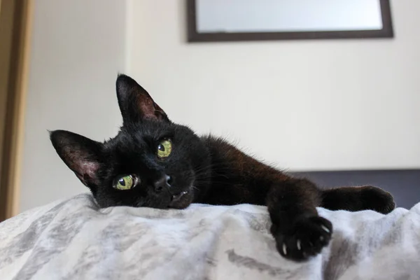 Tiro Close Gato Preto Com Olhos Amarelos Deitados Cama — Fotografia de Stock