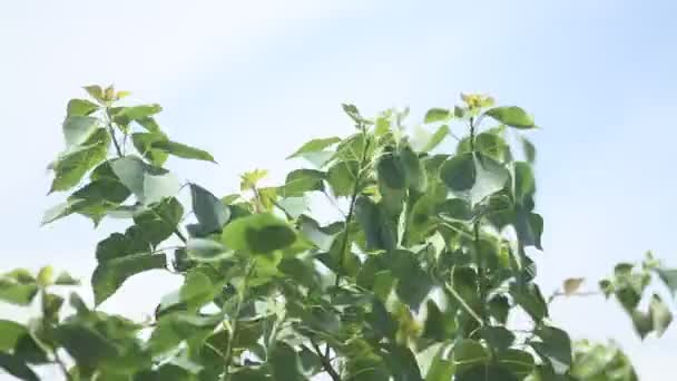 Grüne Blätter Auf Weißem Hintergrund — Stockvideo