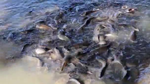 Krmení Ryb Řece — Stock video