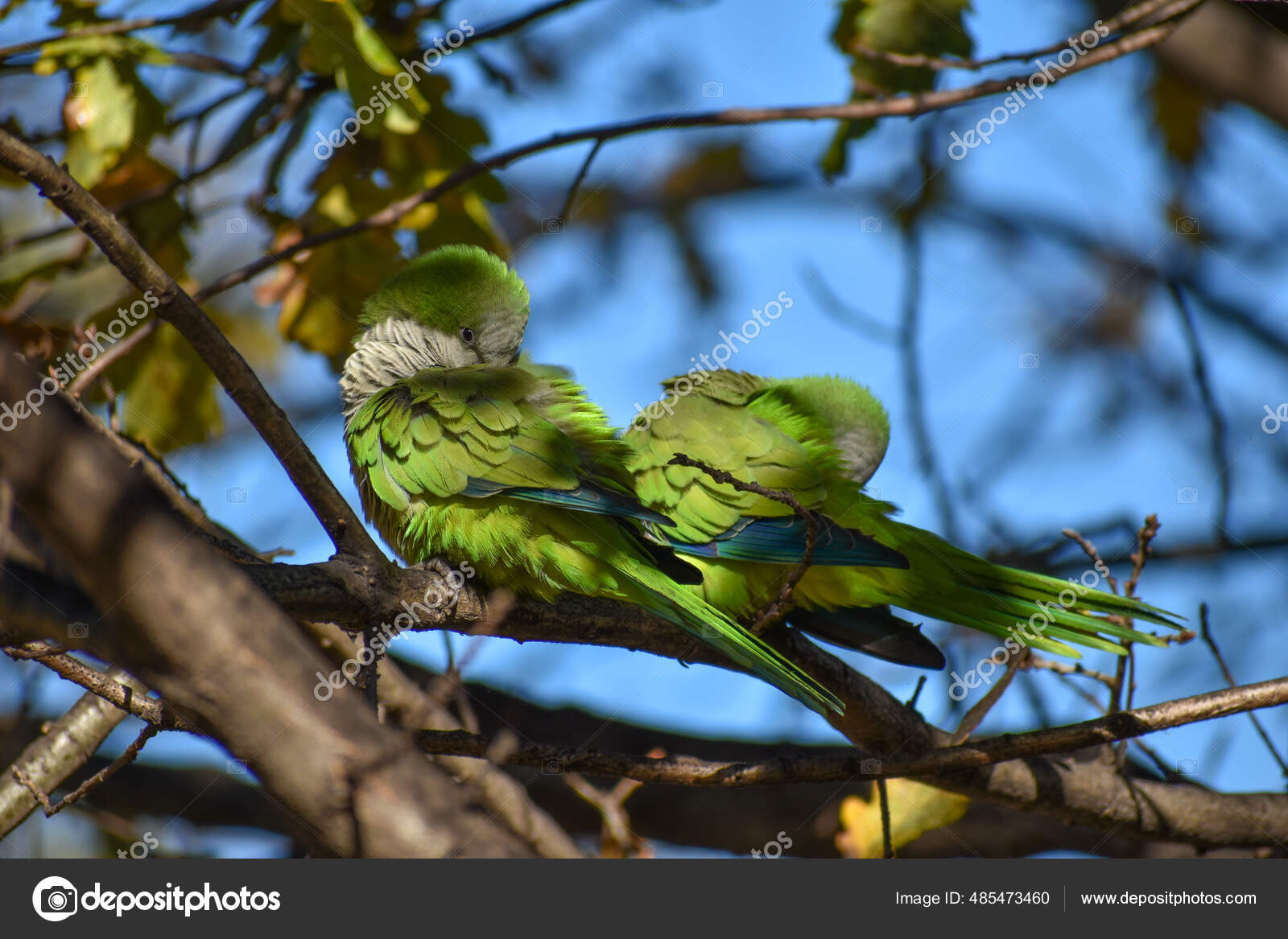 Cute Monk Parakeet Myiopsitta Monachus Quaker Parrot Cleaning