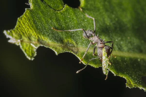 Closeup Shot Acromyrmex Crassispinus Ant Perched Leaf — Stock Photo, Image