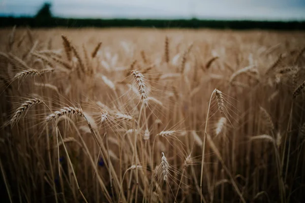 小麦田成熟小麦籽粒的选择性集中拍摄 — 图库照片