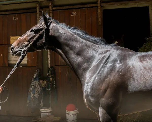 Beau Cheval Course Dans Une Écurie — Photo