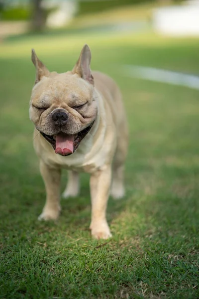 Egy Imádnivaló Álmos Francia Bulldog Parkban — Stock Fotó