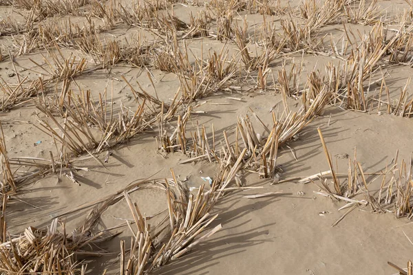 Protección Dunas Largo Autopista Del Desierto Través Del Desierto Taklamakan — Foto de Stock