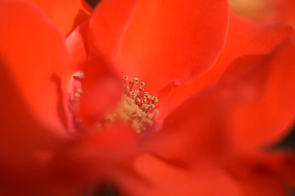 Μακροεντολή Ενός Ανθισμένου Κόκκινου Τριαντάφυλλου Και Του Πέταλου Του — Φωτογραφία Αρχείου
