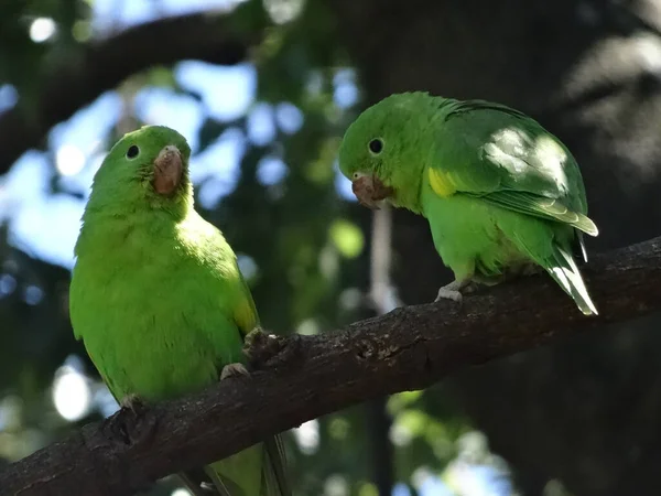 Brotogeris Chiriri Yellow Chevroned Parakeet Perching Wild Buenos Aires City — Stock Photo, Image