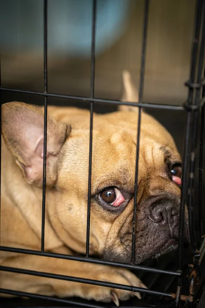 Adorable French Bulldog Cage — Stock Photo, Image