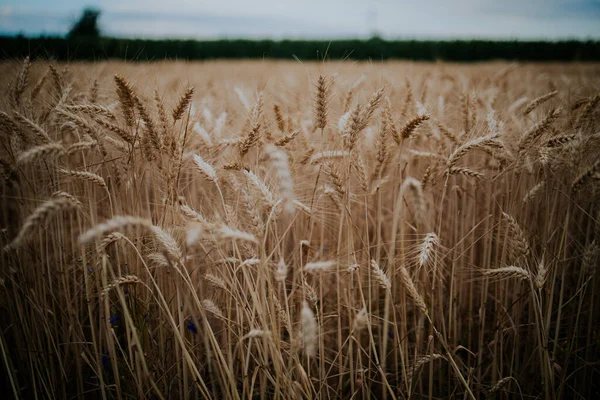 글거리는 아름다운 밀밭이 뒤덮여 — 스톡 사진