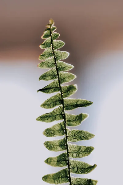 Vertikální Záběr Kapek Vody Rostoucí Rostlinu Nephrolepis — Stock fotografie