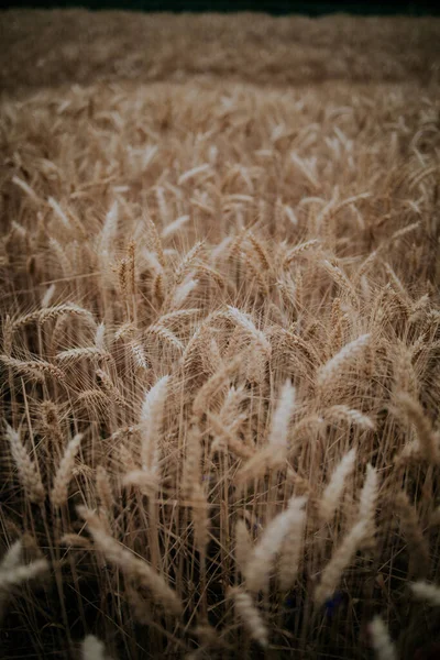 Ein Selektiver Fokusschuss Reifer Weizenkörner Weizenfeld — Stockfoto