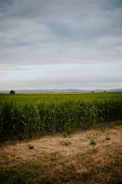 Zbliżenie Kukurydzy Rośliny Polu Farmy Zachmurzonym Tle Nieba — Zdjęcie stockowe