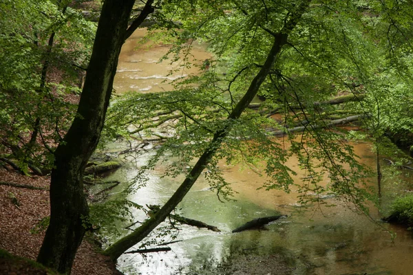 Córrego Flui Vagarosamente Através Vale Densamente Coberto Está Chover — Fotografia de Stock